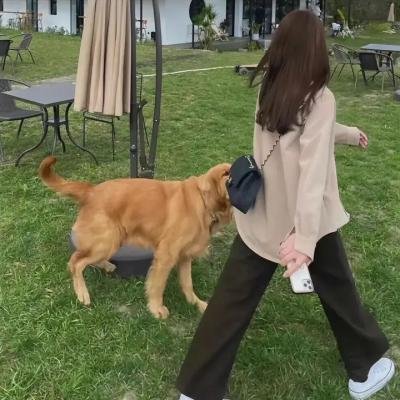 飞天扫帚五人行